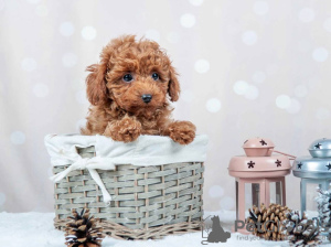 Photo №3. Chiots Caniche Toy Rouge Brun. Allemagne