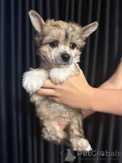 Photo №3. Chiots chinois bzyzacz. Slovaquie