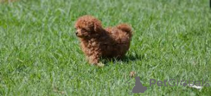 Photo №3. Pudel Welpen à la vente. Luxembourg