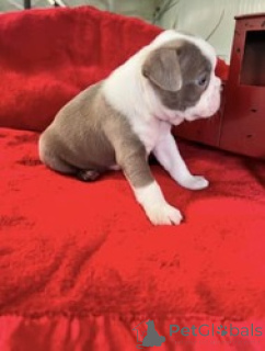 Photo №1. terrier de boston - à vendre en ville de Peler | négocié | Annonce №168841