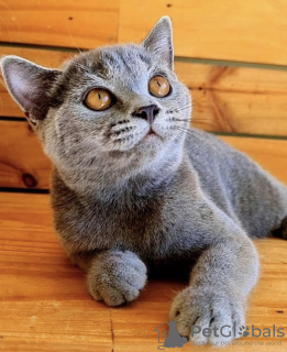 Photo №1. british shorthair - à vendre en ville de Munich | 473€ | Annonce № 103832