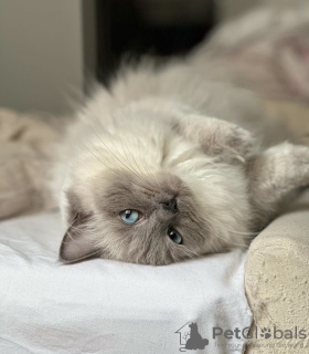 Photo №1. ragdoll - à vendre en ville de Гамбург | 350€ | Annonce № 101785