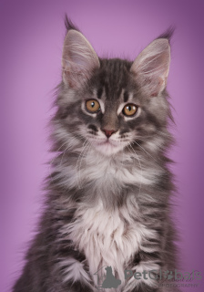 Photo №1. maine coon - à vendre en ville de Riga | 1100€ | Annonce № 133692