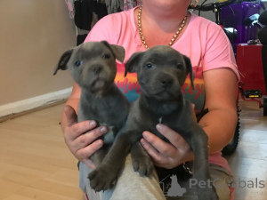Photo №4. Je vais vendre staffordshire bull terrier en ville de Mora. annonce privée, éleveur - prix - 1500€