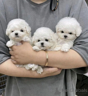 Photo №1. bichon à poil frisé - à vendre en ville de Chicago | 372€ | Annonce №138639