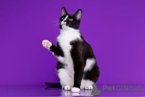 Photo №2 de l'annonce № 140657 de la vente  - acheter à Fédération de Russie annonce privée