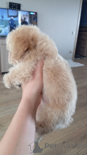 Photo №3. Chiots d'une race unique de bip.. Fédération de Russie