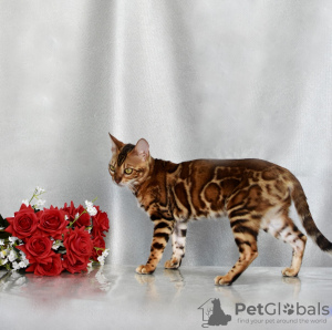 Photo №1. bengal - à vendre en ville de Minsk | 179€ | Annonce № 120911