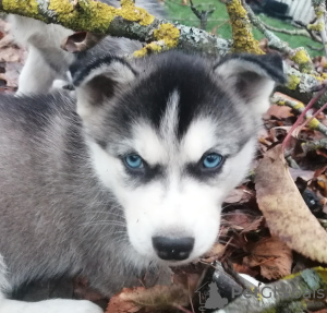 Photos supplémentaires: Enfants husky