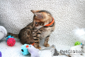 Photo №2 de l'annonce № 112163 de la vente bengal - acheter à USA annonce privée, éleveur