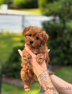 Photo №2 de l'annonce № 154284 de la vente caniche (jouet) - acheter à USA éleveur