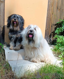 Photo №3. Chiots Terrier tibétain. Fédération de Russie