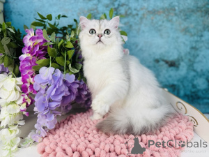 Photo №4. Je vais vendre scottish straight en ville de Czernowitz. éleveur - prix - 478€