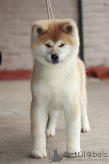 Photo №2 de l'annonce № 126644 de la vente akita (chien) - acheter à Serbie 