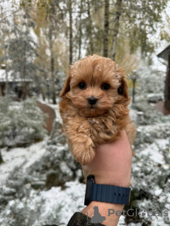 Photo №3. Maltipa F1 Mini (WhatsApp 79340037836). Fédération de Russie