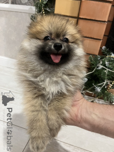 Photo №4. Je vais vendre spitz allemand en ville de Lipetsk. annonce privée - prix - 108€