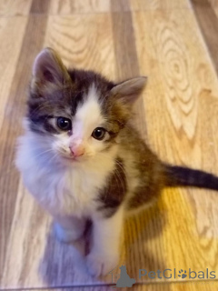 Photo №4. Je vais vendre  en ville de Баку. annonce privée - prix - Gratuit