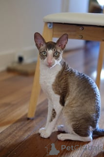 Photo №1. cornish rex - à vendre en ville de Ołmuniec | négocié | Annonce № 173224