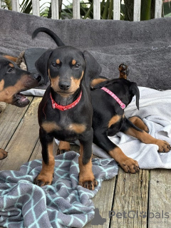 Photo №1. dobermann - à vendre en ville de Muhos | Gratuit | Annonce №127882