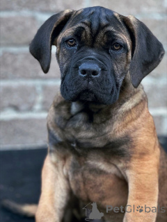 Photo №1. cane corso - à vendre en ville de Brême | négocié | Annonce №158763