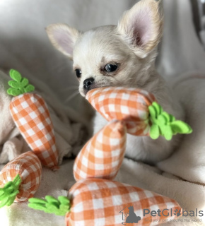 Photo №1. chihuahua - à vendre en ville de New york | 284€ | Annonce №103377