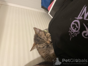 Photo №4. Je vais vendre bengal en ville de Аликанте. annonce privée - prix - 2€