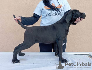 Photo №4. Je vais vendre cane corso en ville de Žitište.  - prix - négocié