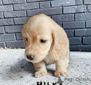 Photo №2 de l'annonce № 166518 de la vente  - acheter à USA 