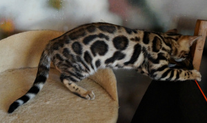 Photos supplémentaires: Fille léopard