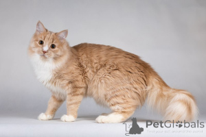 Photo №2 de l'annonce № 136935 de la vente  - acheter à Fédération de Russie annonce privée