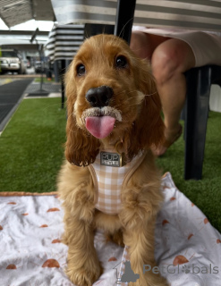 Photo №1. golden retriever - à vendre en ville de Höfn | 630€ | Annonce №159295