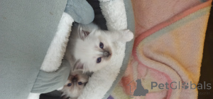 Photo №3. Chatons de la Sainte Birmanie. Espagne