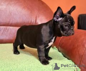 Photo №1. bouledogue - à vendre en ville de Nuremberg | 404€ | Annonce №128703