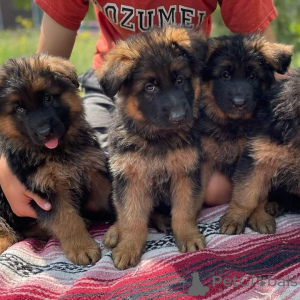 Photo №1. berger allemand - à vendre en ville de Helsinki | Gratuit | Annonce №160312