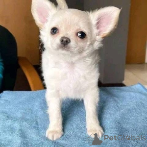 Photo №3. chiots chihuahua femelles et mâles mignons et affectueux à adopter dans de bons. Danemark
