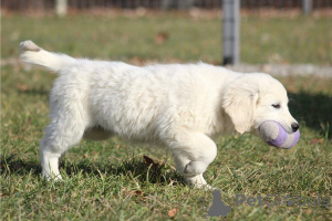 Photo №3. Chiots de retriever dorés masculins et femelles disponibles. Allemagne