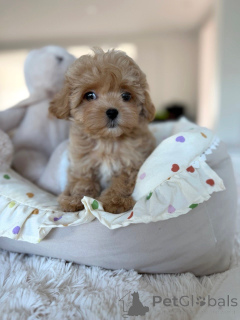 Photo №3. Entzückende Maltipoo-Welpen suchen ein liebevolles Zuhause!. Allemagne