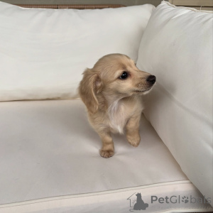 Photo №3. Mini chiots teckel De petite taille, grand en personnalité !. Allemagne