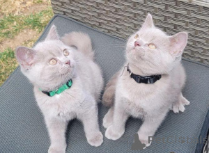 Photo №4. Je vais vendre british shorthair en ville de Fiscari. annonce privée - prix - négocié