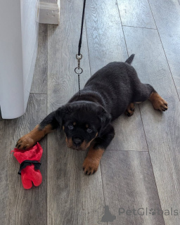 Photo №1. rottweiler - à vendre en ville de Augustusburg | négocié | Annonce №173334