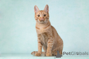 Photo №1.  - à vendre en ville de Moskova | Gratuit | Annonce № 154292