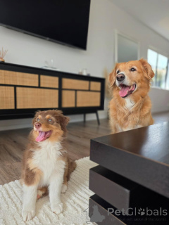 Photo №4. Je vais vendre berger australien en ville de Groningen. éleveur - prix - négocié