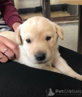 Photo №3. UN CHIOT LABRADOR DORÉ. Hongrie