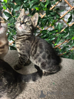 Photo №1. bengal - à vendre en ville de Dornbirn | 750€ | Annonce № 153411