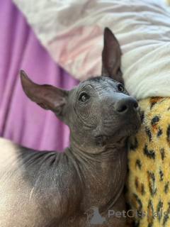 Photo №1. xoloitzcuintle - à vendre en ville de Bruxelles | 2000€ | Annonce №146941