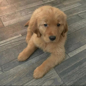 Photo №2 de l'annonce № 160317 de la vente  - acheter à Espagne annonce privée