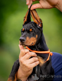 Photo №1. dobermann - à vendre en ville de Belgrade | négocié | Annonce №106872