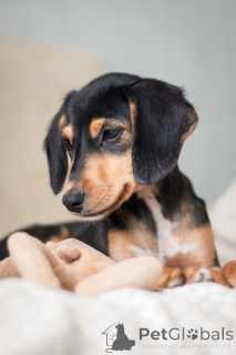 Photo №3. La charmante fille Zippy est prête à déménager dans une nouvelle maison.. Fédération de Russie