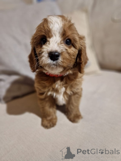 Photo №1. cavalier king charles spaniel - à vendre en ville de Vallée de Castro | 368€ | Annonce №162112