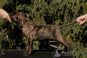 Photo №2 de l'annonce № 23882 de la vente cane corso - acheter à Fédération de Russie de la fourrière, éleveur